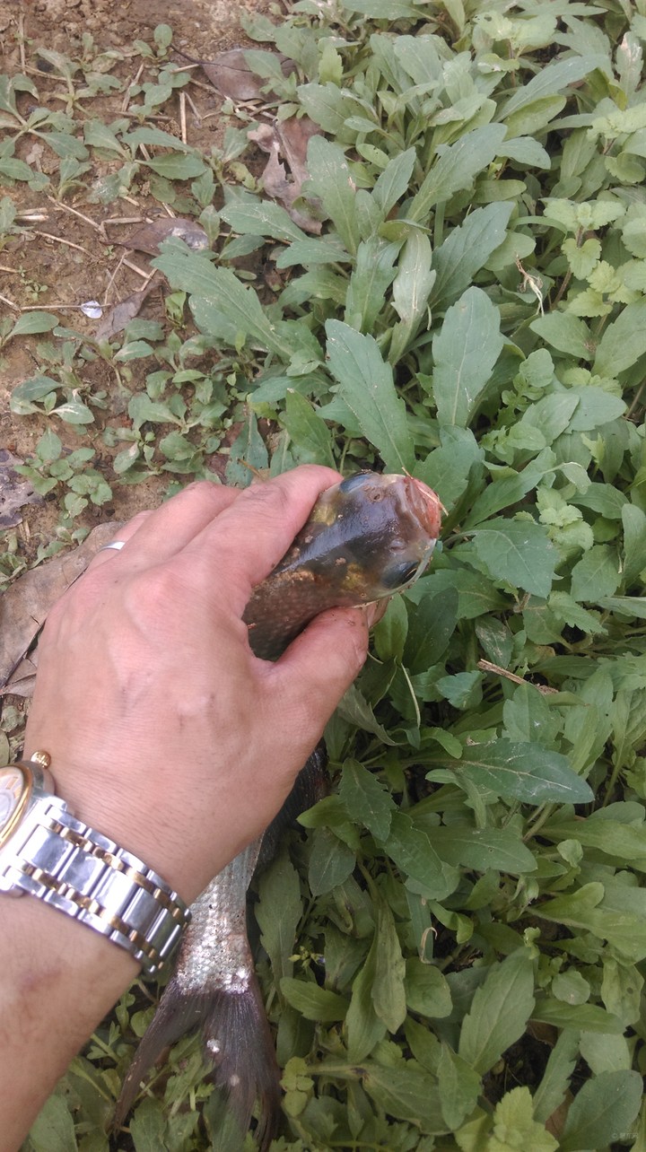 正宗武昌鱼多少根刺,武昌鱼和鳊鱼的鱼刺是一样的吗