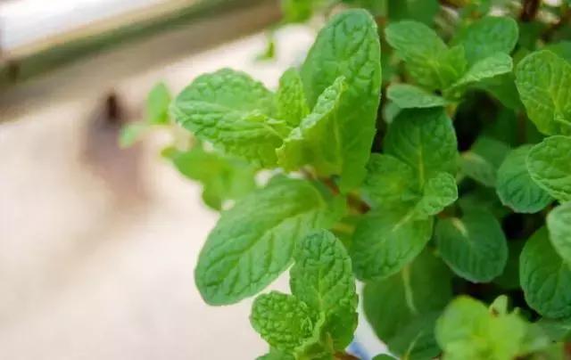 蚊子最喜欢咬什么血型的人,容易受蚊子跳蚤咬的人是什么血型