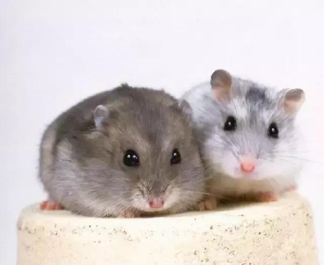 东北保家仙传说真实故事,揭秘东北保家仙的故事