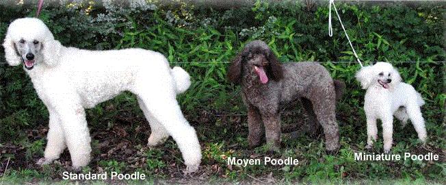 知宠是什么,知宠