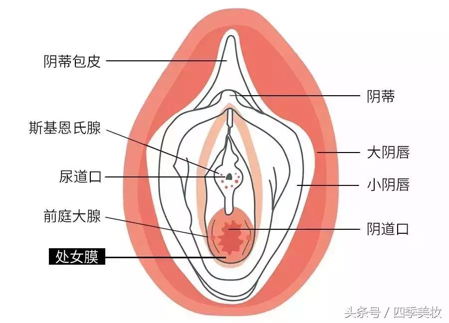 卫生棉条到底在哪里使用,卫生棉条拿出来方法