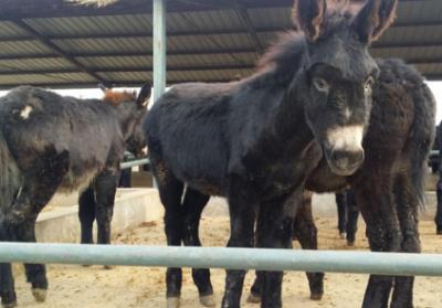 如何提高母猪的受孕率方案,如何提高驴的怀孕率