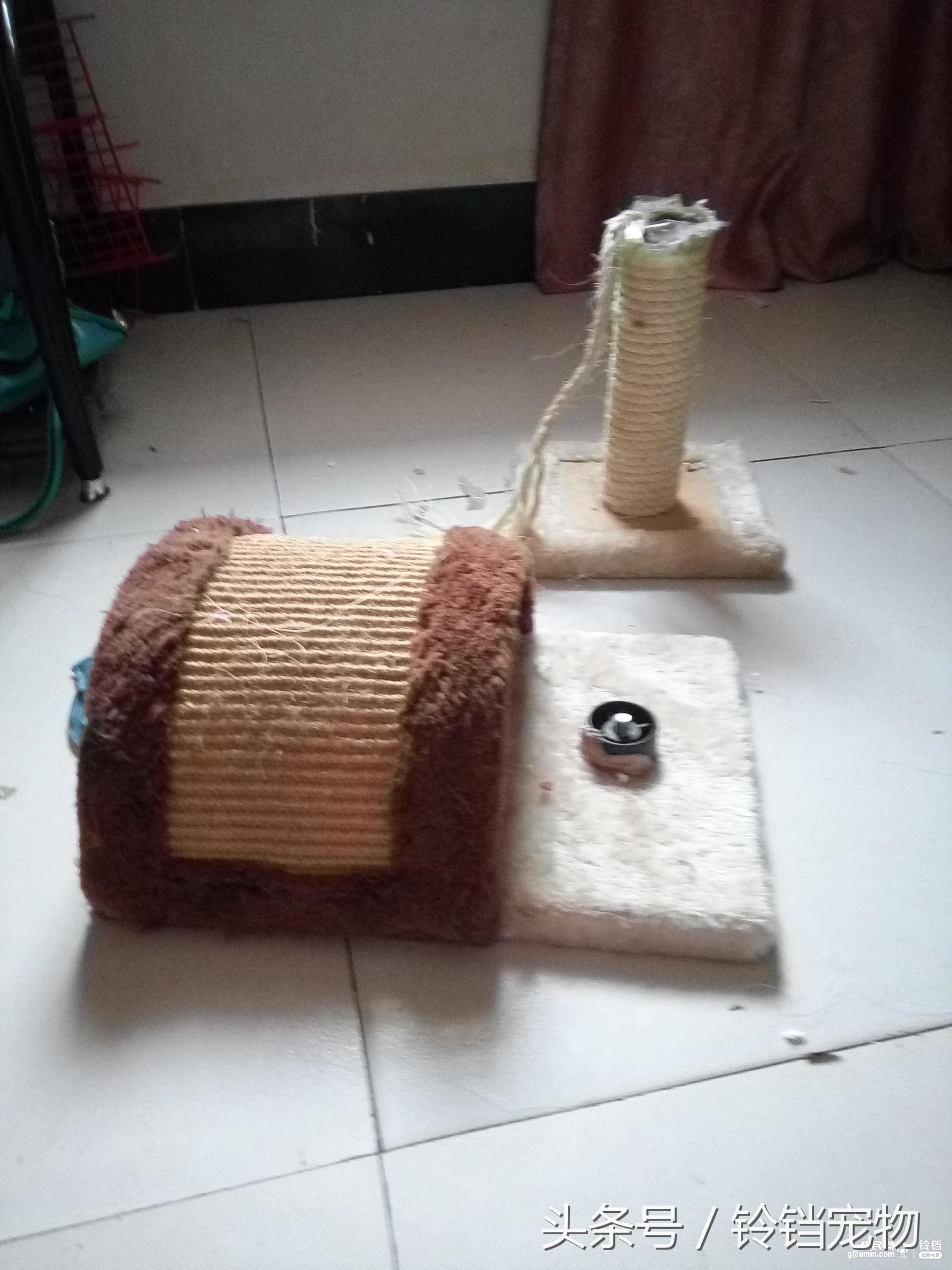 猫狗拆家 (猫狗一起拆家了)