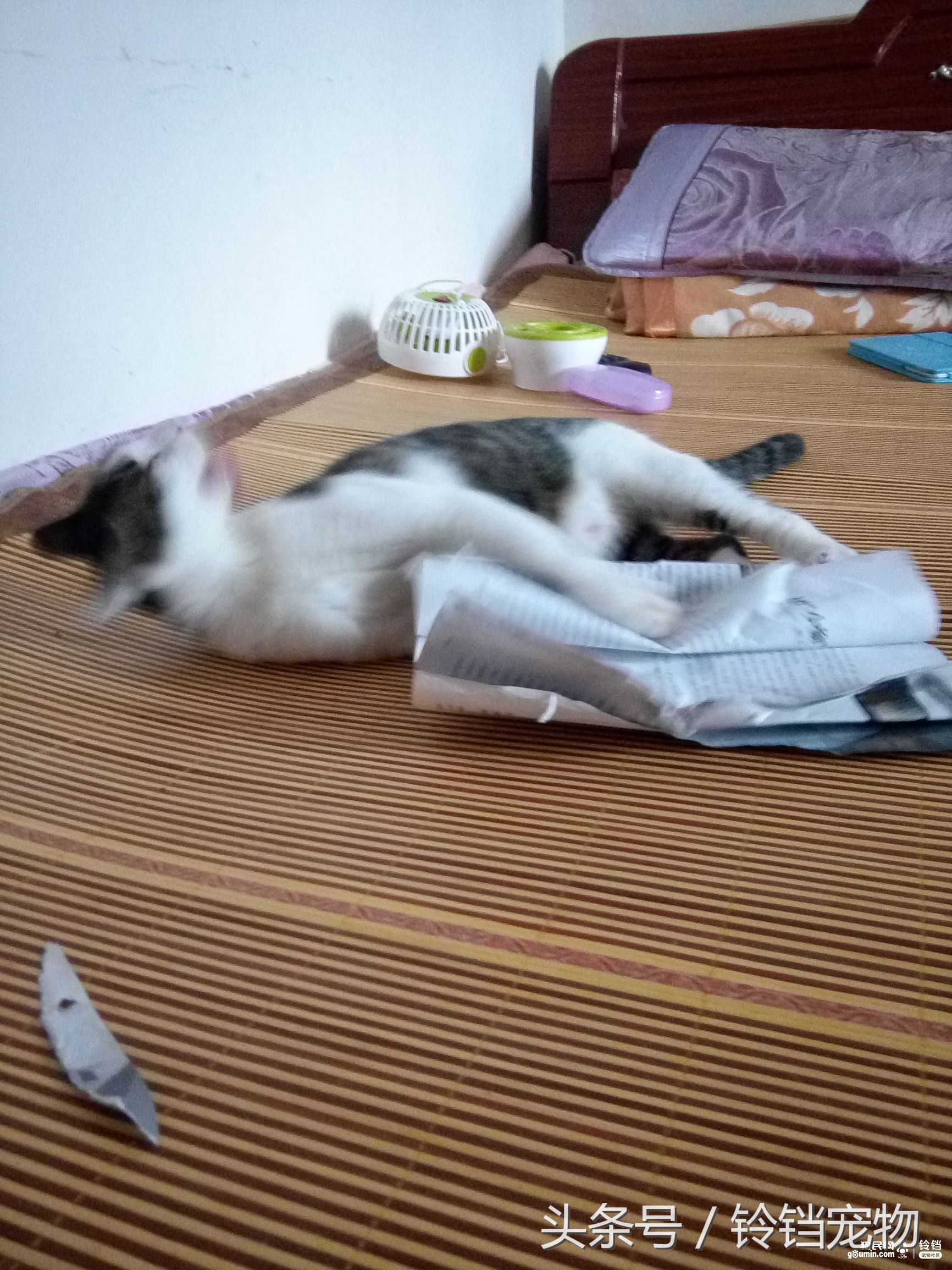 猫狗拆家 (猫狗一起拆家了)