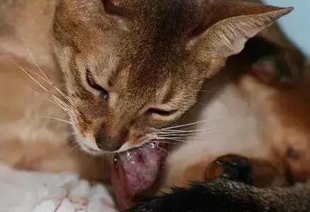 猫咪护理知识和注意事项,猫咪怀孕生产用什么消毒