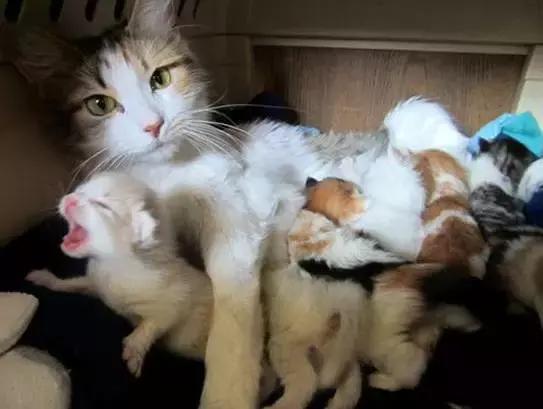 猫咪护理知识和注意事项,猫咪怀孕生产用什么消毒