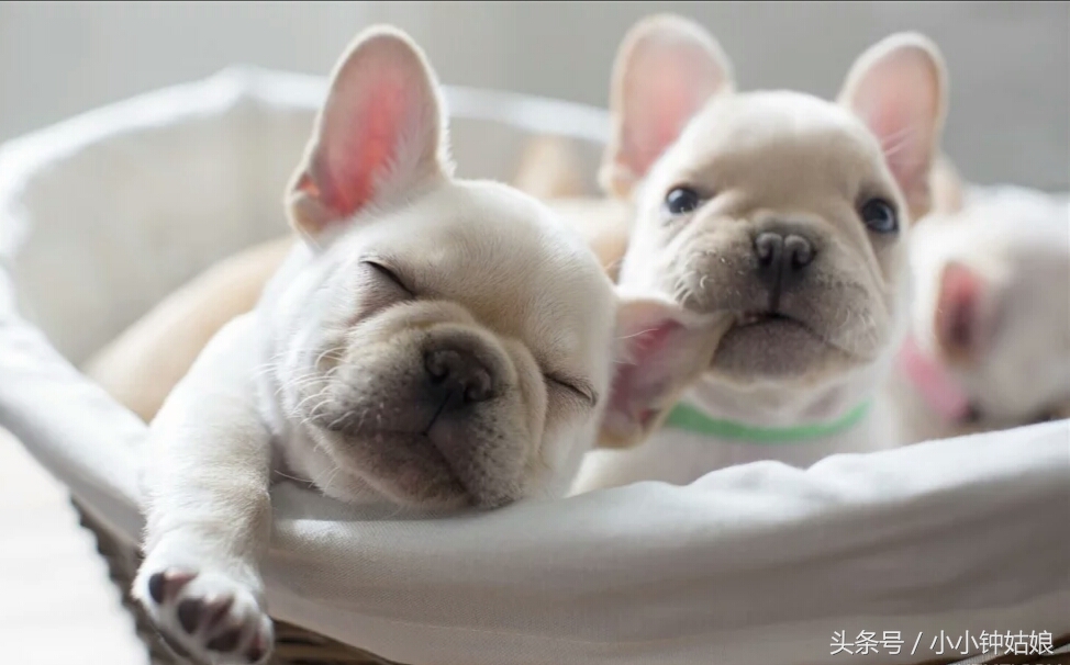 狗狗消瘦,狗狗消瘦用什么药