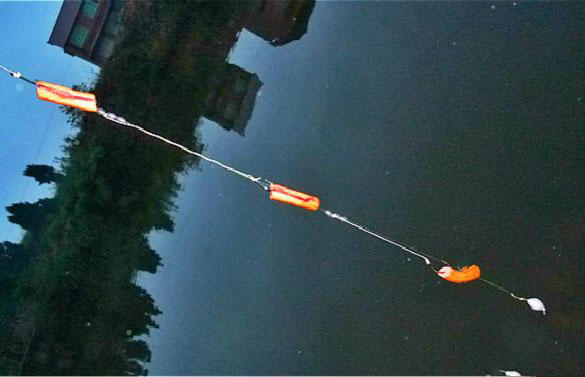 鲶鱼很聪明吗,鲶鱼可以一年四季钓吗