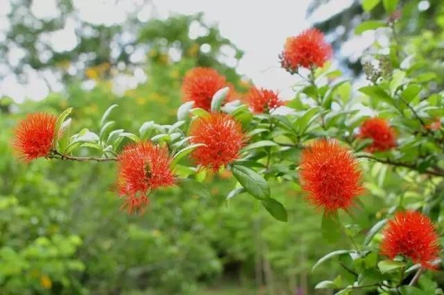 绿色的西双版纳,绿色的西双版纳完整版