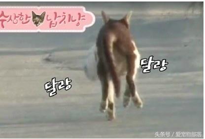 一只猫偷另一只猫的食物,猫偷了另外一个母猫的孩子打架