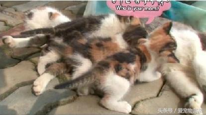 一只猫偷另一只猫的食物,猫偷了另外一个母猫的孩子打架
