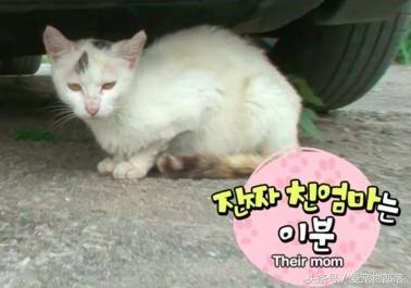 一只猫偷另一只猫的食物,猫偷了另外一个母猫的孩子打架