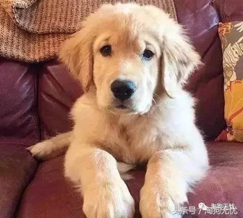 所有的狗狗都有尴尬期吗,科普狗狗知识