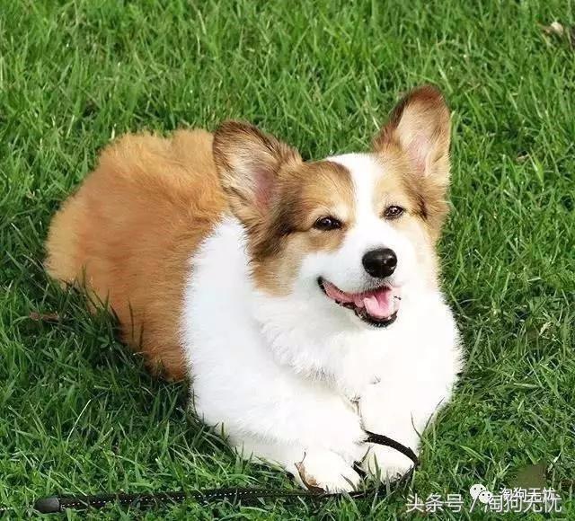 所有的狗狗都有尴尬期吗,科普狗狗知识