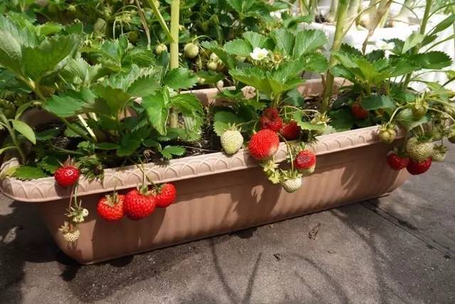 室内阳台种的草莓果子不大怎么办,阳台盆栽草莓怎么让果实结大果
