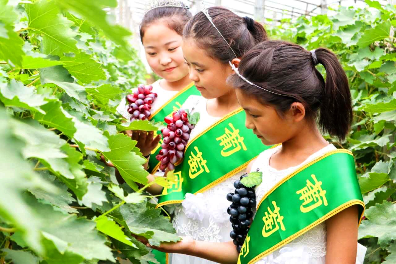 邢台广宗,葡萄王来了