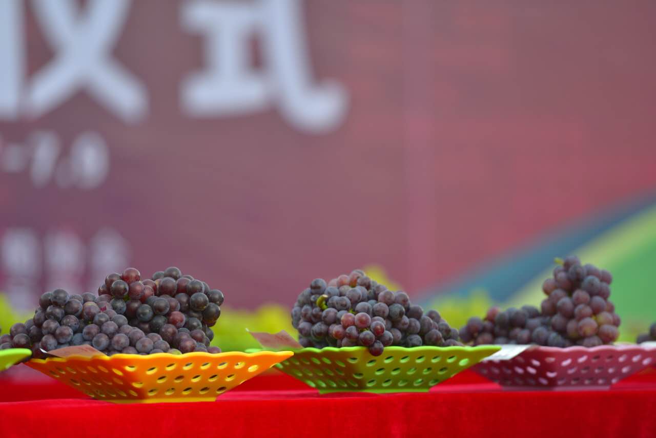 邢台广宗,葡萄王来了