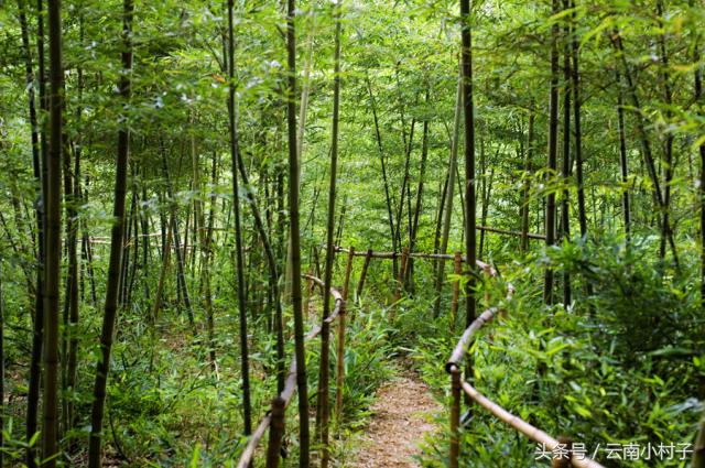 云南玉溪峨山彝人谷万亩竹海竹炭,彝人谷竹海攻略