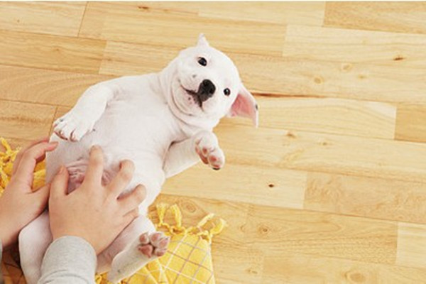 狗狗过敏反应四大主要原因,狗狗突然过敏怎么办最有效