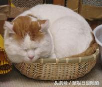 鐚ゴ鍝佺澶у叏,鏃ユ湰鍚嶇尗