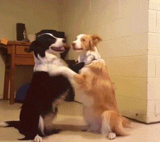 边牧是不是最聪明的狗,与边牧一样聪明的土狗