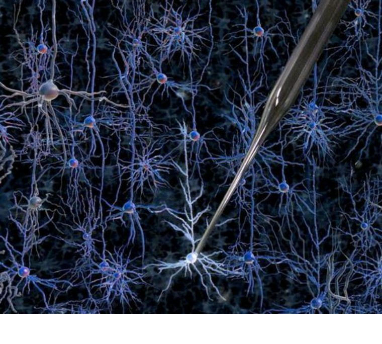 老鼠很聪明科普,为什么小老鼠这么聪明