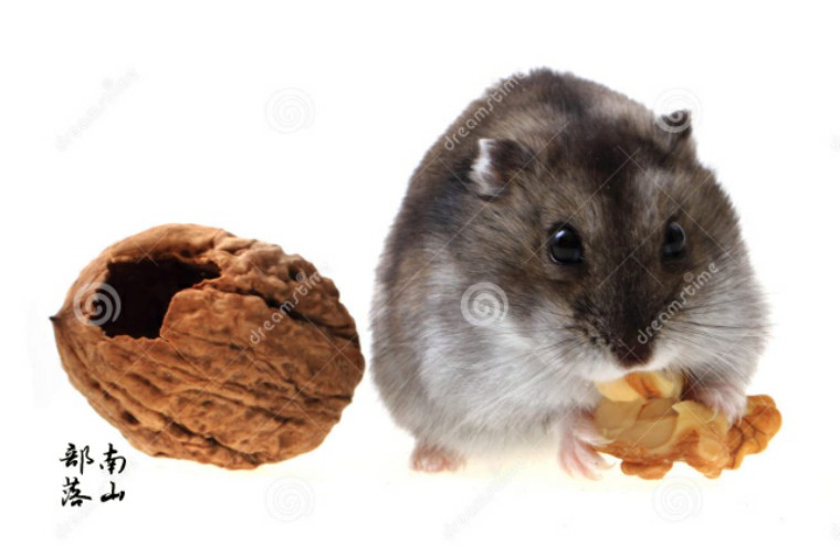 老鼠很聪明科普,为什么小老鼠这么聪明