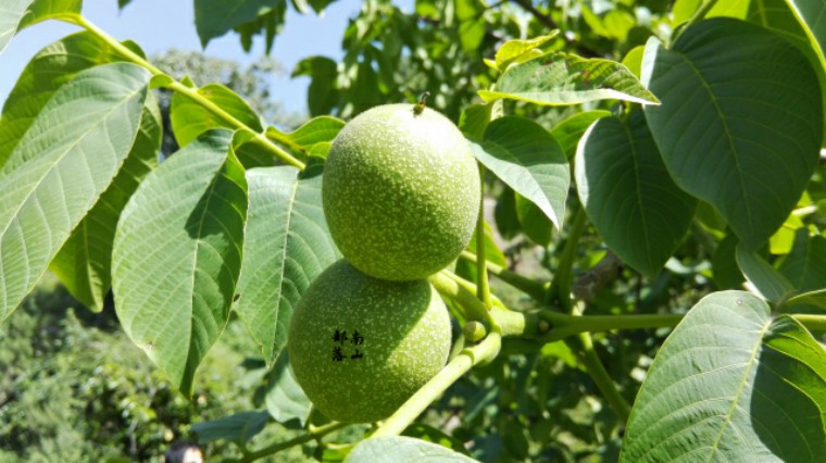 老鼠很聪明科普,为什么小老鼠这么聪明