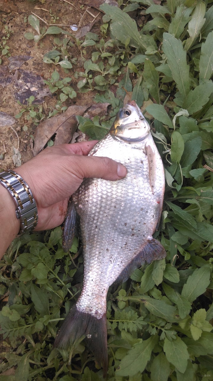 正宗武昌鱼多少根刺,武昌鱼和鳊鱼的鱼刺是一样的吗