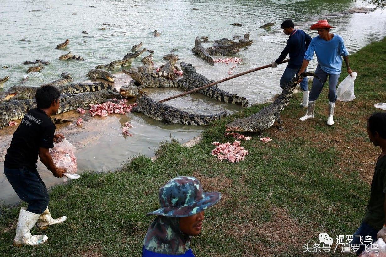 鳄鱼养殖科普,泰国养殖鳄鱼视频大全