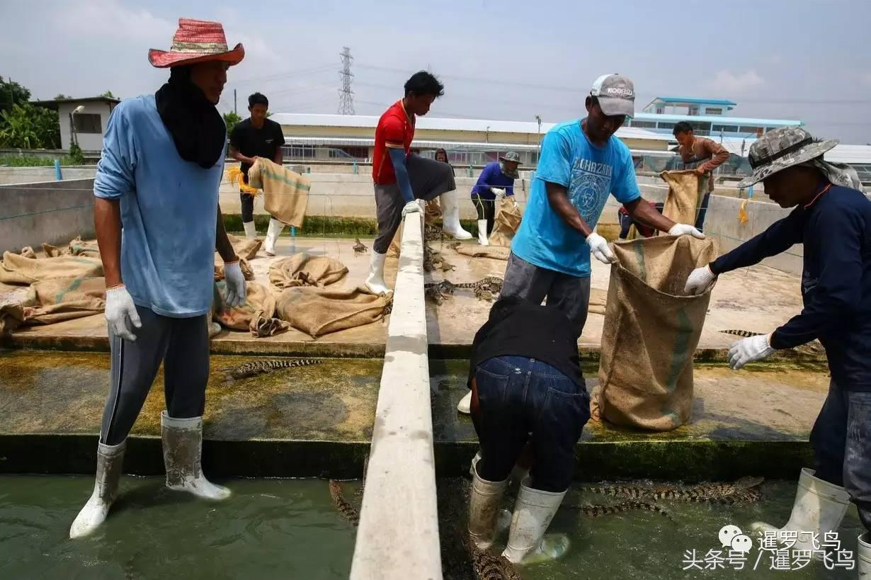 鳄鱼养殖科普,泰国养殖鳄鱼视频大全