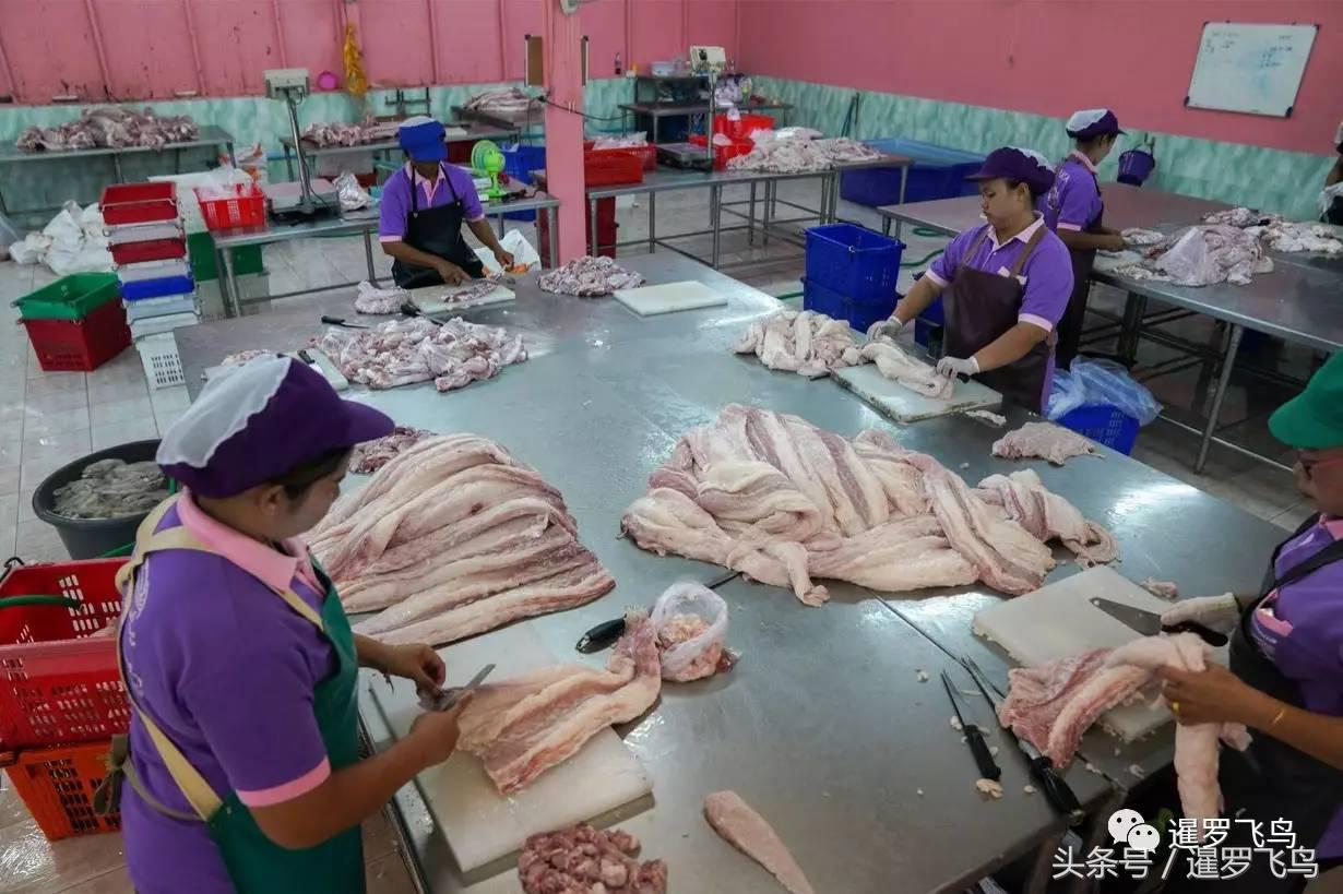 鳄鱼养殖科普,泰国养殖鳄鱼视频大全