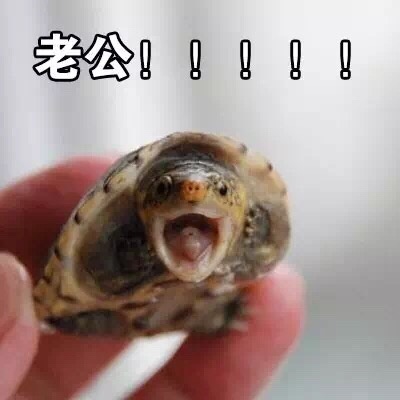 表情包：喊老公专用表情包，微信QQ聊天专用，给女生的福利哦