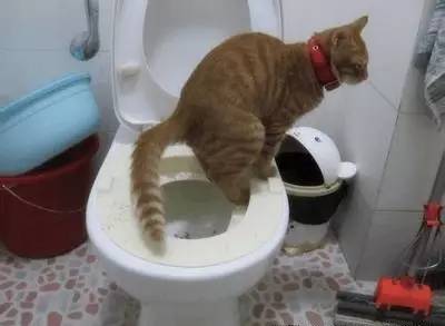 怎样训练猫咪定点大小便,4个月狗狗怎么训练定点排便