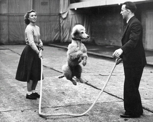 知宠是什么,知宠