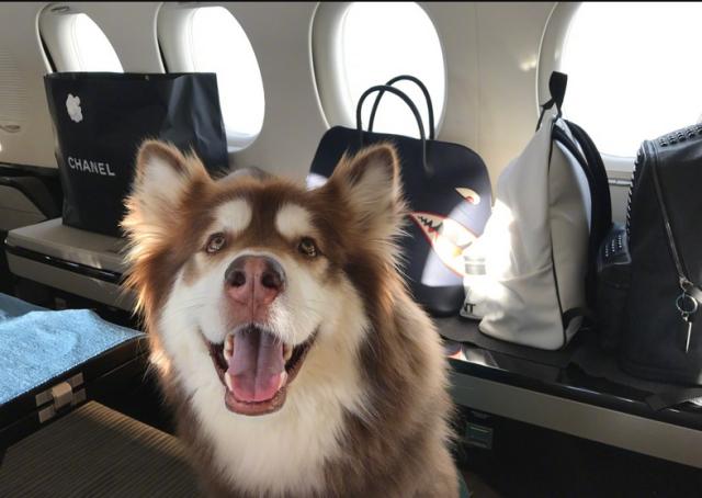 狗界奢侈品,金毛王可可