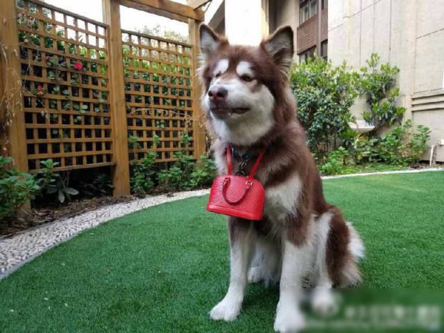 狗界奢侈品,金毛王可可