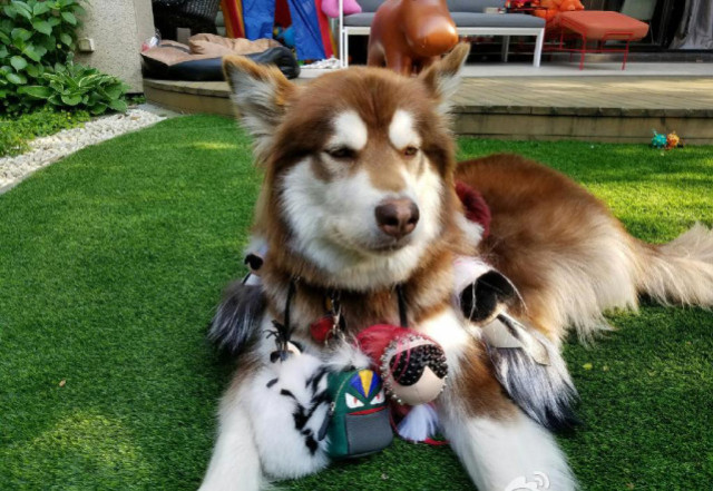 狗界奢侈品,金毛王可可