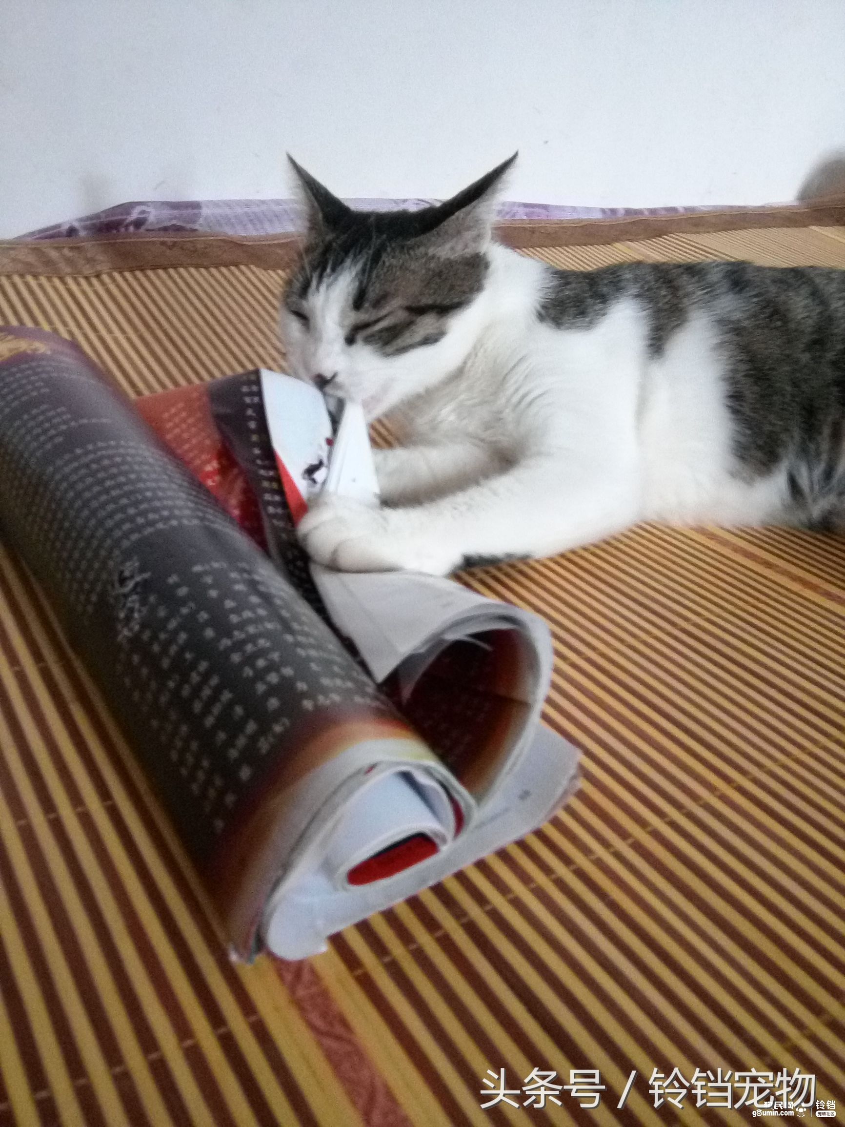 猫狗拆家 (猫狗一起拆家了)