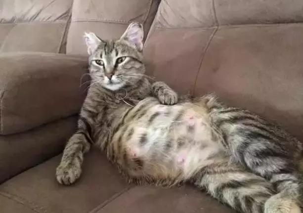 猫咪护理知识和注意事项,猫咪怀孕生产用什么消毒