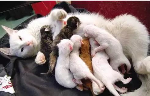 猫咪护理知识和注意事项,猫咪怀孕生产用什么消毒