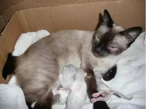 猫咪护理知识和注意事项,猫咪怀孕生产用什么消毒