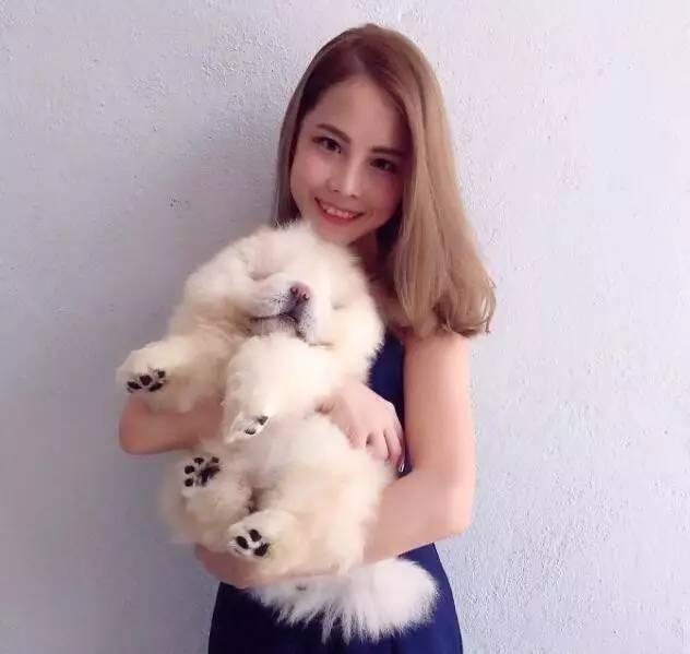 黑色肉球松狮视频,肉球松狮小短腿