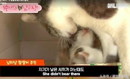一只猫偷另一只猫的食物,猫偷了另外一个母猫的孩子打架