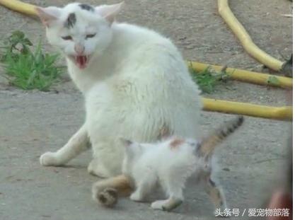 一只猫偷另一只猫的食物,猫偷了另外一个母猫的孩子打架