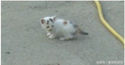 一只猫偷另一只猫的食物,猫偷了另外一个母猫的孩子打架