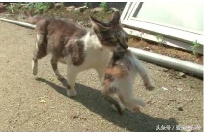 一只猫偷另一只猫的食物,猫偷了另外一个母猫的孩子打架