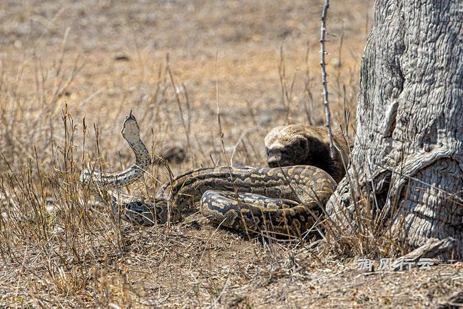 四米巨蟒遭遇平头哥，不到三分钟战斗结束！