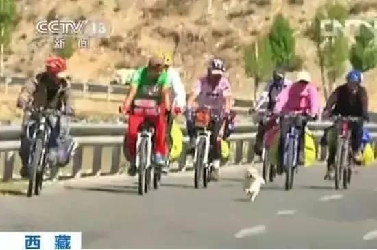 狗狗奔跑17公里,1700公里进藏的狗狗