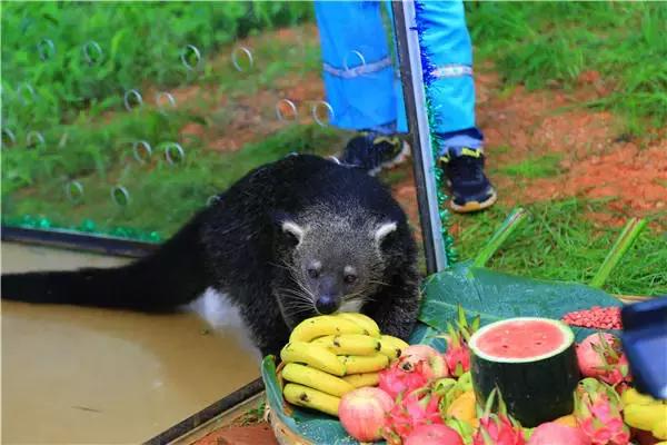 和大熊猫同等珍贵的动物,和大熊猫一样稀有的鸟